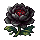 黑芍草