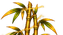 金雷竹