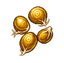 金精参种子